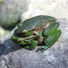 Litoria nudidigita at Green Cape, NSW - 18 Oct 2022 by AlisonMilton