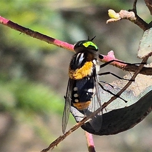 Scaptia (Scaptia) auriflua (A flower-feeding march fly) at Bungendore, NSW by clarehoneydove