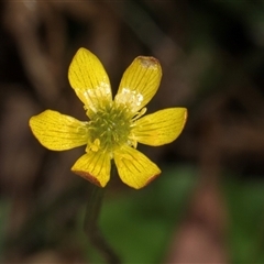 Ranunculus lappaceus (Australian Buttercup) at Bemboka, NSW - 18 Jan 2024 by AlisonMilton