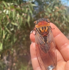 Unidentified Cicada (Hemiptera, Cicadoidea) at Tianjara, NSW - 30 Dec 2024 by LeahColebrook