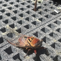 Thopha saccata at Tianjara, NSW - 30 Dec 2024