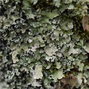 Parmelinopsis sp. at Bemboka, NSW by AlisonMilton