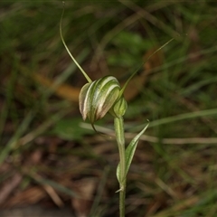 Diplodium decurvum (Summer greenhood) at Bemboka, NSW - 18 Jan 2024 by AlisonMilton