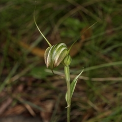 Diplodium decurvum (Summer greenhood) at Bemboka, NSW - 17 Jan 2024 by AlisonMilton