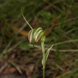 Diplodium decurvum at Bemboka, NSW - suppressed