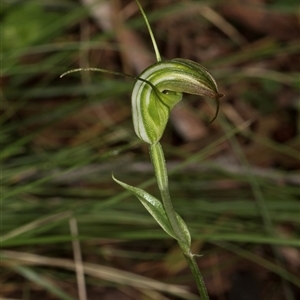 Diplodium decurvum at Bemboka, NSW - suppressed