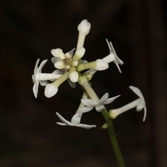 Stackhousia monogyna (Creamy Candles) at Bemboka, NSW - 17 Jan 2024 by AlisonMilton