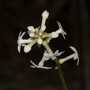 Stackhousia monogyna at Bemboka, NSW - 18 Jan 2024