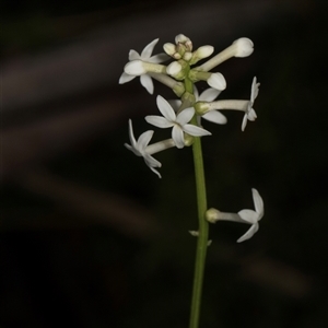 Stackhousia monogyna at Bemboka, NSW - 18 Jan 2024