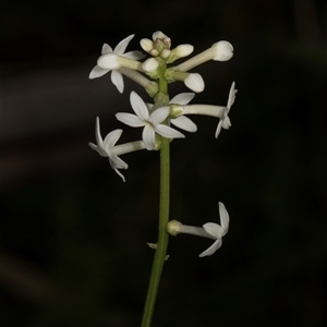 Stackhousia monogyna at Bemboka, NSW - 18 Jan 2024