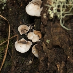Unverified Cap on a stem; gills below cap [mushrooms or mushroom-like] at Bemboka, NSW - 18 Jan 2024 by AlisonMilton