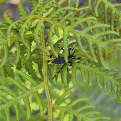 Gelonus tasmanicus (Leaf-footed bug) at Forbes Creek, NSW - 28 Dec 2024 by clarehoneydove