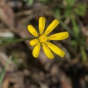 Unidentified Daisy at Bemboka, NSW by AlisonMilton