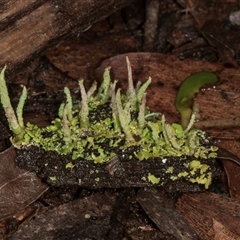 Cladonia rigida at Bemboka, NSW - 17 Jan 2024 by AlisonMilton