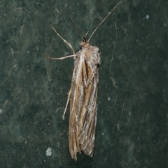 Ciampa arietaria (Brown Pasture Looper Moth) at Freshwater Creek, VIC - 21 Apr 2020 by WendyEM