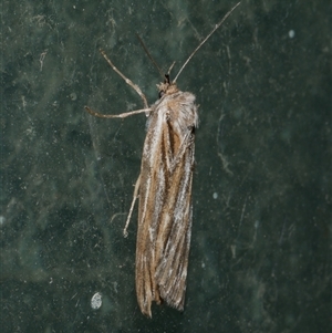 Ciampa arietaria (Brown Pasture Looper Moth) at Freshwater Creek, VIC by WendyEM