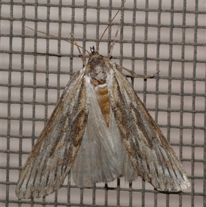 Ciampa arietaria at Freshwater Creek, VIC - 21 Apr 2020 08:30 PM