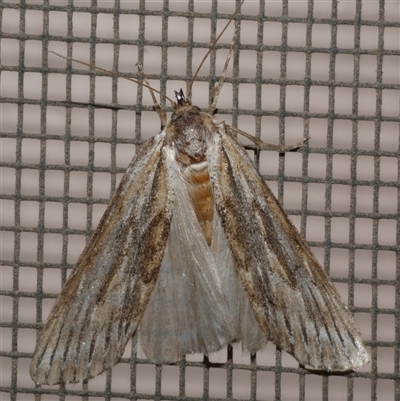 Ciampa arietaria (Brown Pasture Looper Moth) at Freshwater Creek, VIC - 21 Apr 2020 by WendyEM