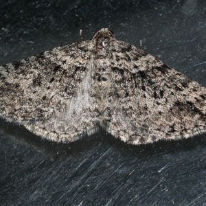 Aponotoreas dascia (Dascia Carpet) at Freshwater Creek, VIC by WendyEM