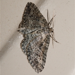 Aponotoreas dascia (Dascia Carpet) at Freshwater Creek, VIC by WendyEM