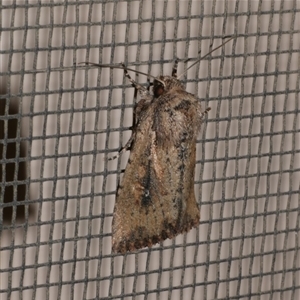 Leucania obumbrata (Lesser Armyworm) at Freshwater Creek, VIC by WendyEM