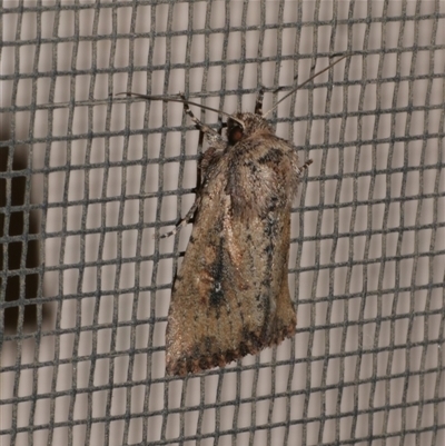 Leucania obumbrata (Lesser Armyworm) at Freshwater Creek, VIC - 21 Apr 2020 by WendyEM