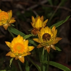 Xerochrysum bracteatum (Golden Everlasting) at Bemboka, NSW - 18 Jan 2024 by AlisonMilton