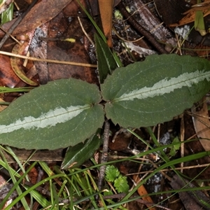 Clematis aristata at Bemboka, NSW - 18 Jan 2024 09:01 AM