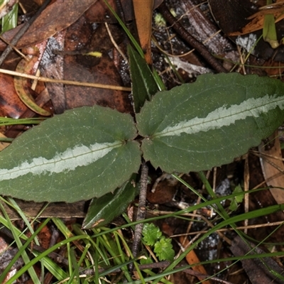 Clematis aristata (Mountain Clematis) at Bemboka, NSW - 18 Jan 2024 by AlisonMilton