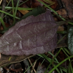 Clematis aristata at Bemboka, NSW - 18 Jan 2024 09:01 AM