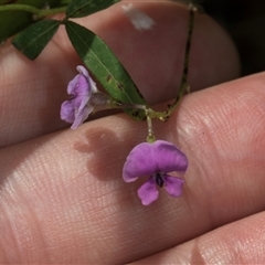 Glycine clandestina (Twining Glycine) at Bemboka, NSW - 17 Jan 2024 by AlisonMilton