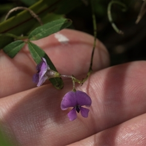 Glycine clandestina at Bemboka, NSW - 18 Jan 2024