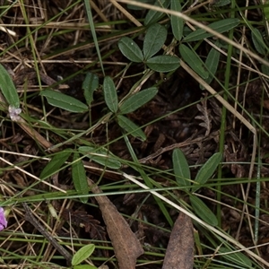 Glycine clandestina at Bemboka, NSW - 18 Jan 2024 08:54 AM