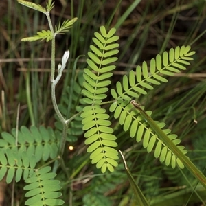 Acacia melanoxylon at Bemboka, NSW - 18 Jan 2024