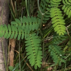 Acacia melanoxylon at Bemboka, NSW - 18 Jan 2024