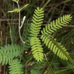 Acacia melanoxylon at Bemboka, NSW - 18 Jan 2024