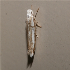 Mimoscopa ochetaula (A Tineid moth (Myrmecozelinae)) at Freshwater Creek, VIC - 21 Apr 2020 by WendyEM