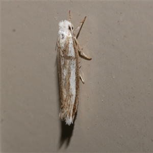 Mimoscopa ochetaula (A Tineid moth (Myrmecozelinae)) at Freshwater Creek, VIC by WendyEM