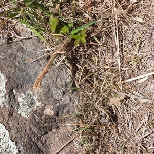 Neorrhina punctatum at Strathnairn, ACT - 28 Dec 2024