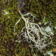 Unidentified Lichen at Bemboka, NSW - 18 Jan 2024 by AlisonMilton