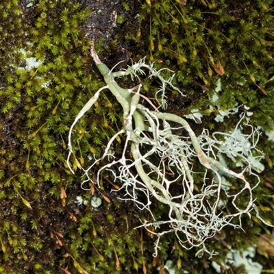 Unidentified Lichen at Bemboka, NSW - 17 Jan 2024 by AlisonMilton