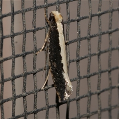 Monopis ethelella (Dead Sheep's Moth) at Freshwater Creek, VIC - 21 Apr 2020 by WendyEM