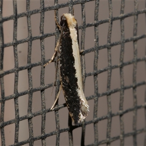 Monopis ethelella (Dead Sheep's Moth) at Freshwater Creek, VIC by WendyEM