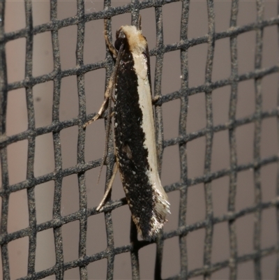 Monopis ethelella (Dead Sheep's Moth) at Freshwater Creek, VIC - 21 Apr 2020 by WendyEM