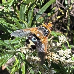 Microtropesa sinuata (A bristle fly) at Watson, ACT - 30 Dec 2024 by Pirom