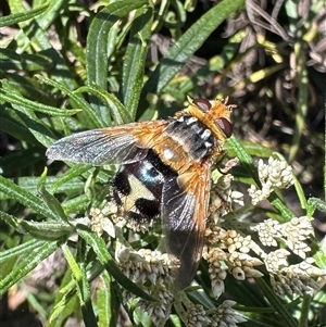 Microtropesa sinuata at Watson, ACT by Pirom