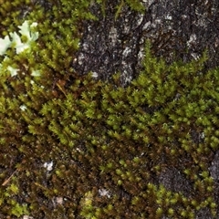 Unidentified Moss, Liverwort or Hornwort at Glen Allen, NSW - 17 Jan 2024 by AlisonMilton