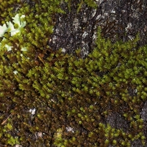 Unidentified Moss, Liverwort or Hornwort at Glen Allen, NSW by AlisonMilton