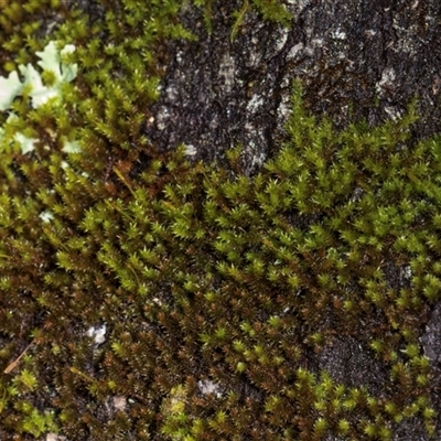 Unidentified Moss, Liverwort or Hornwort at Glen Allen, NSW - 17 Jan 2024 by AlisonMilton