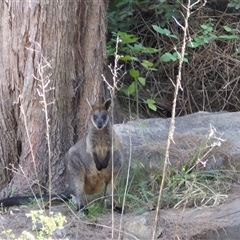 Wallabia bicolor (Swamp Wallaby) at Greenway, ACT - 28 Dec 2024 by MB